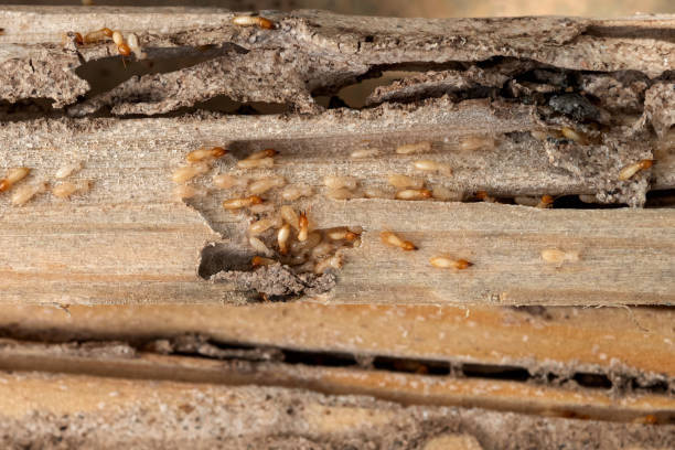 Bird Control in Glendale, CO
