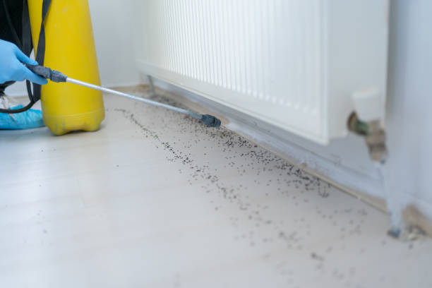 Best Affordable Pest Control Services  in Glendale, CO